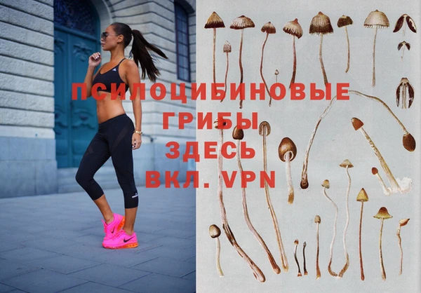 прущие грибы Баксан